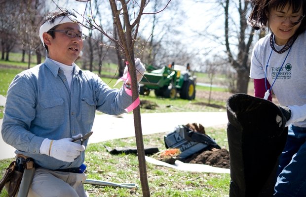 Katsuo Kubo planting a cherry tree