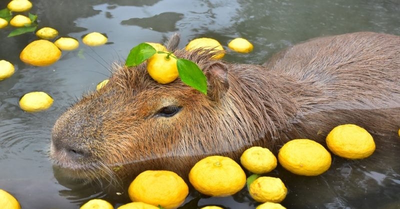 Japan House | Touji and Capybaras
